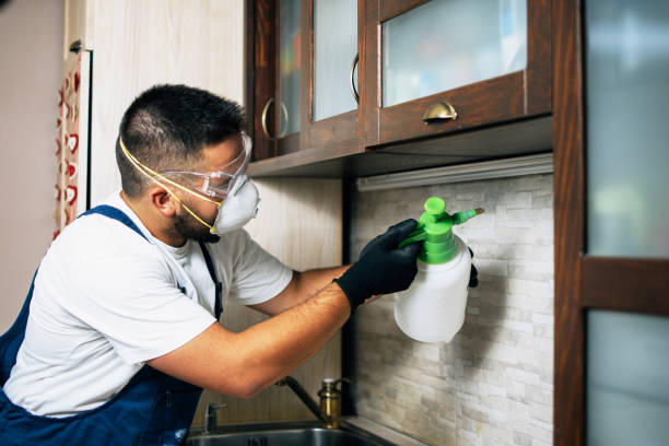 Best Ant Control Services  in Long Beach, MS