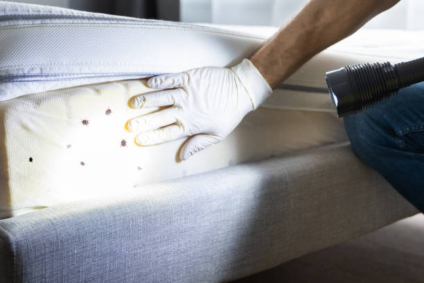 Reliable Long Beach, MS Pest Control Solutions